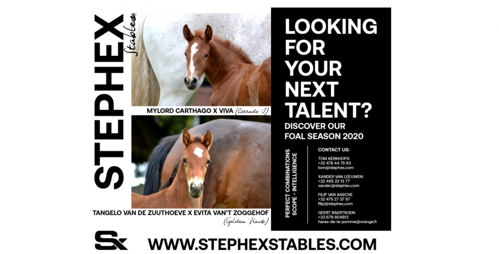 Michelangelo Kijker Okkernoot Grand Prix paarden van de toekomst nu rechtstreeks te koop bij Stephex  Stables als veulen | Horseman