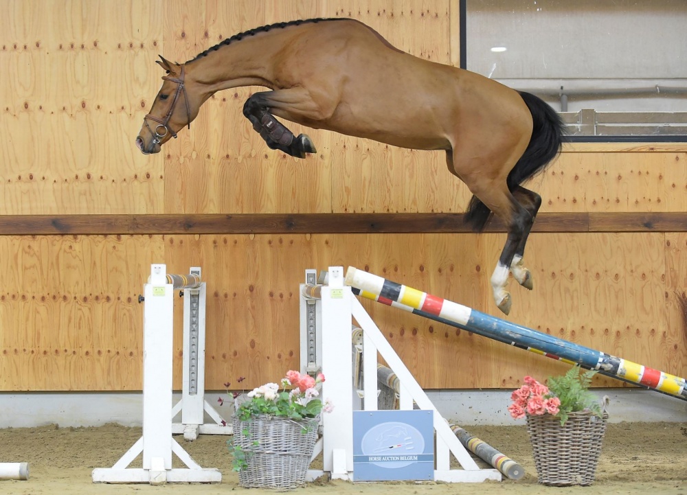veelbelovend badge beet Ontdek de jonge paarden collectie van Horse Auction Belgium | Horseman